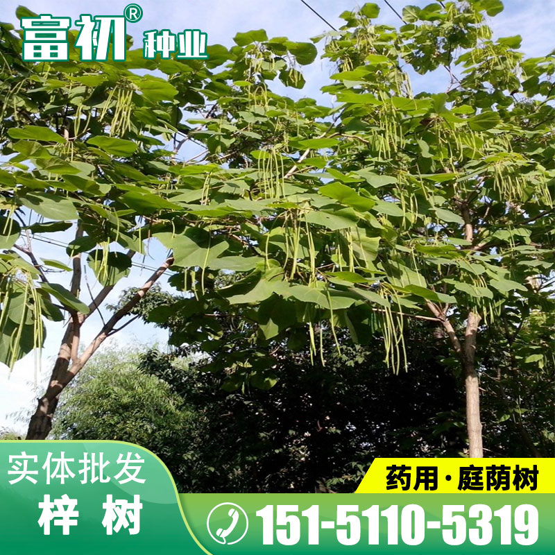 梓树黄花楸水桐楸木角豆种子