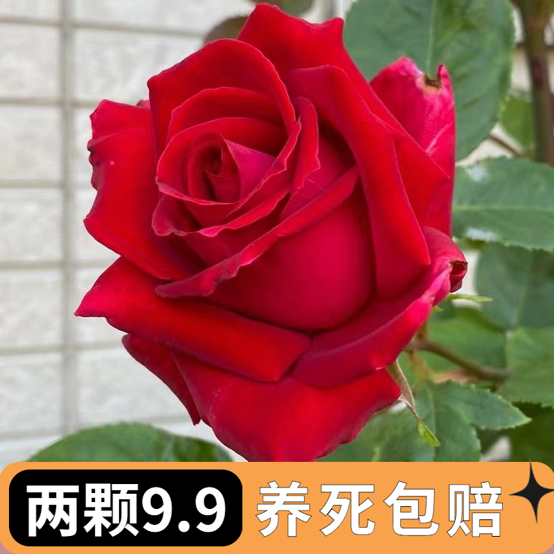 玫瑰花苗切花月季四季开花带花苞