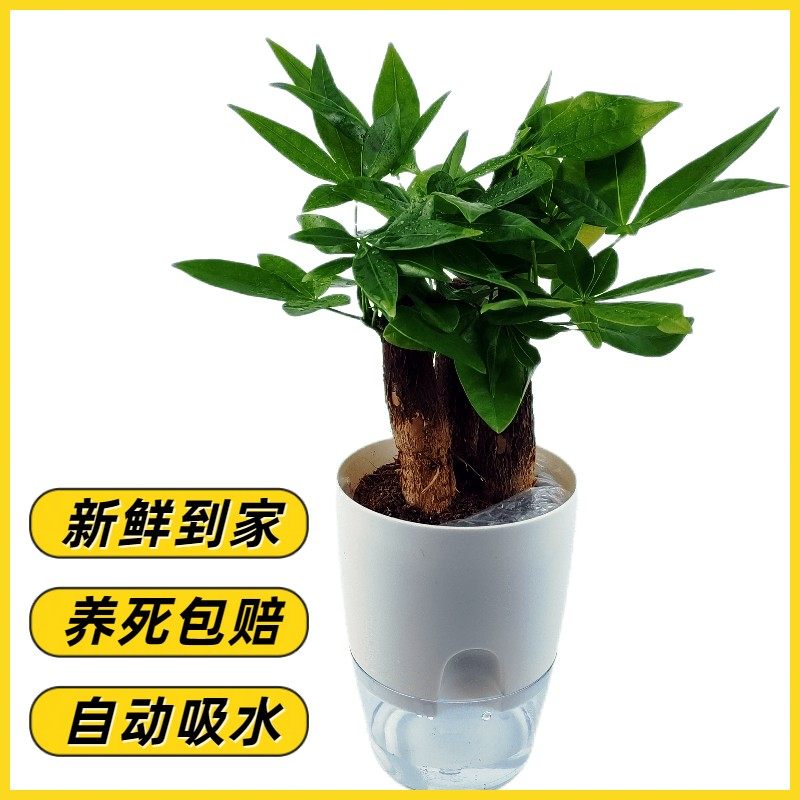 三杆发财小树桌面盆栽自动吸水