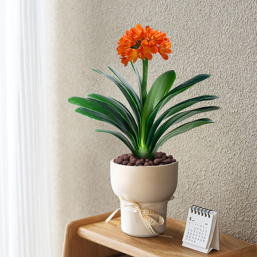 君子兰盆栽四季植物客厅办公室