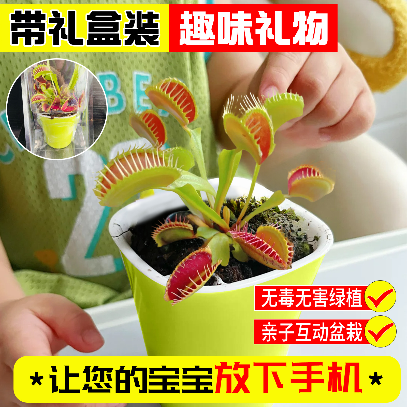 捕蝇草盆栽捕虫植物亲子科普