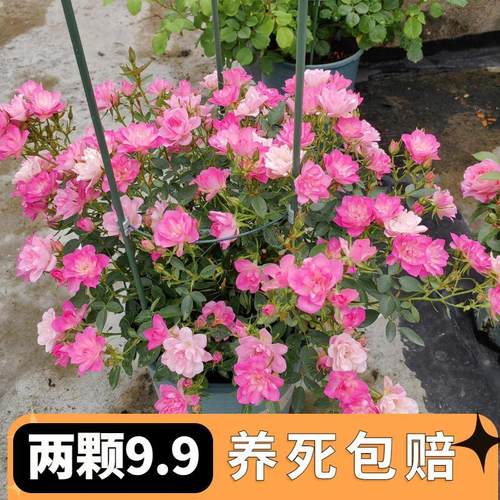 天荷繁星微月多头带花苞多季开花