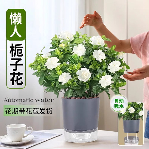 栀子花盆栽四季好养浓香带花苞