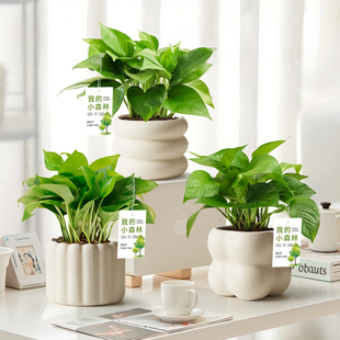 奶油风绿萝盆栽室内客厅办公室桌面绿植四季 常青净化空气植物