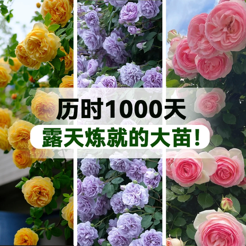 露天培育蔷薇爬藤月季大苗开花多