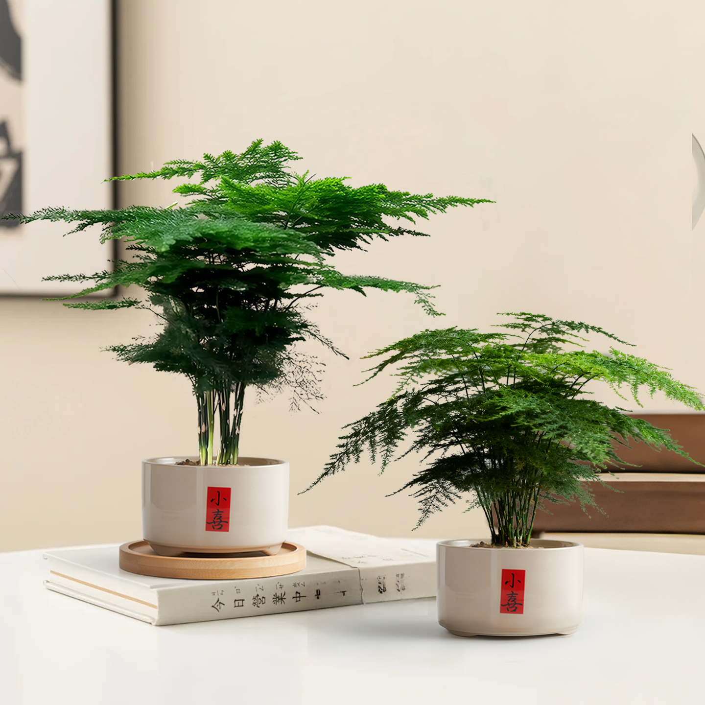 文竹室内桌面小盆栽四季好养植物