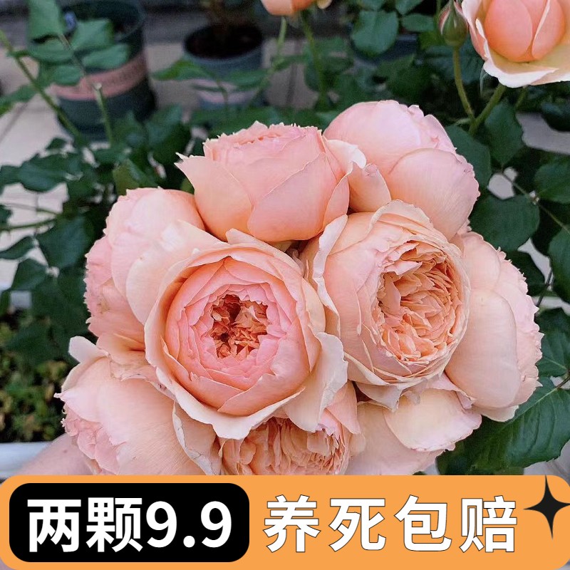 真宙月季浓香勤花耐热多季开花