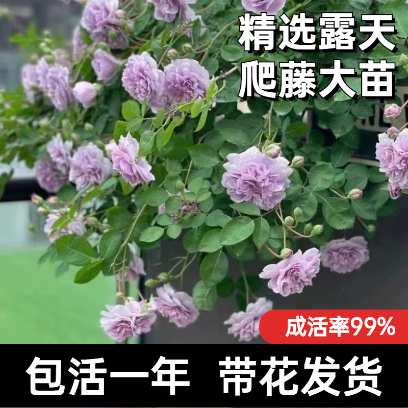 爬藤月季大苗带花苞多季开花藤本