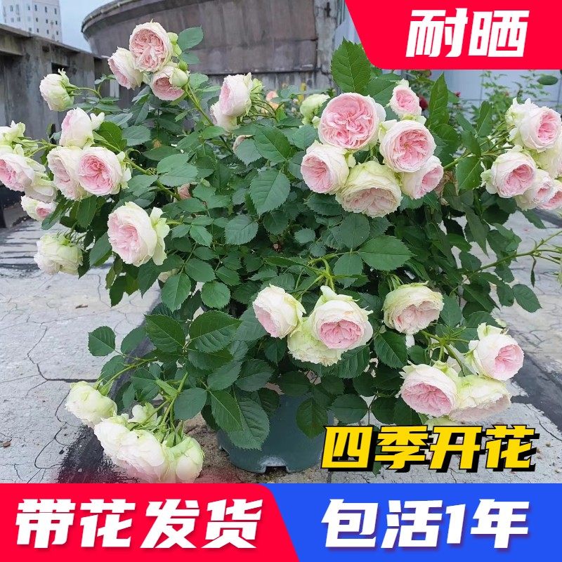 绒球门廊月季夏季耐晒灌木月季带花苞四季开花阳台庭院盆栽花卉