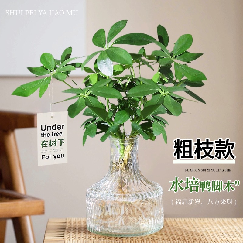 鸭脚木水培植物盆栽绿植