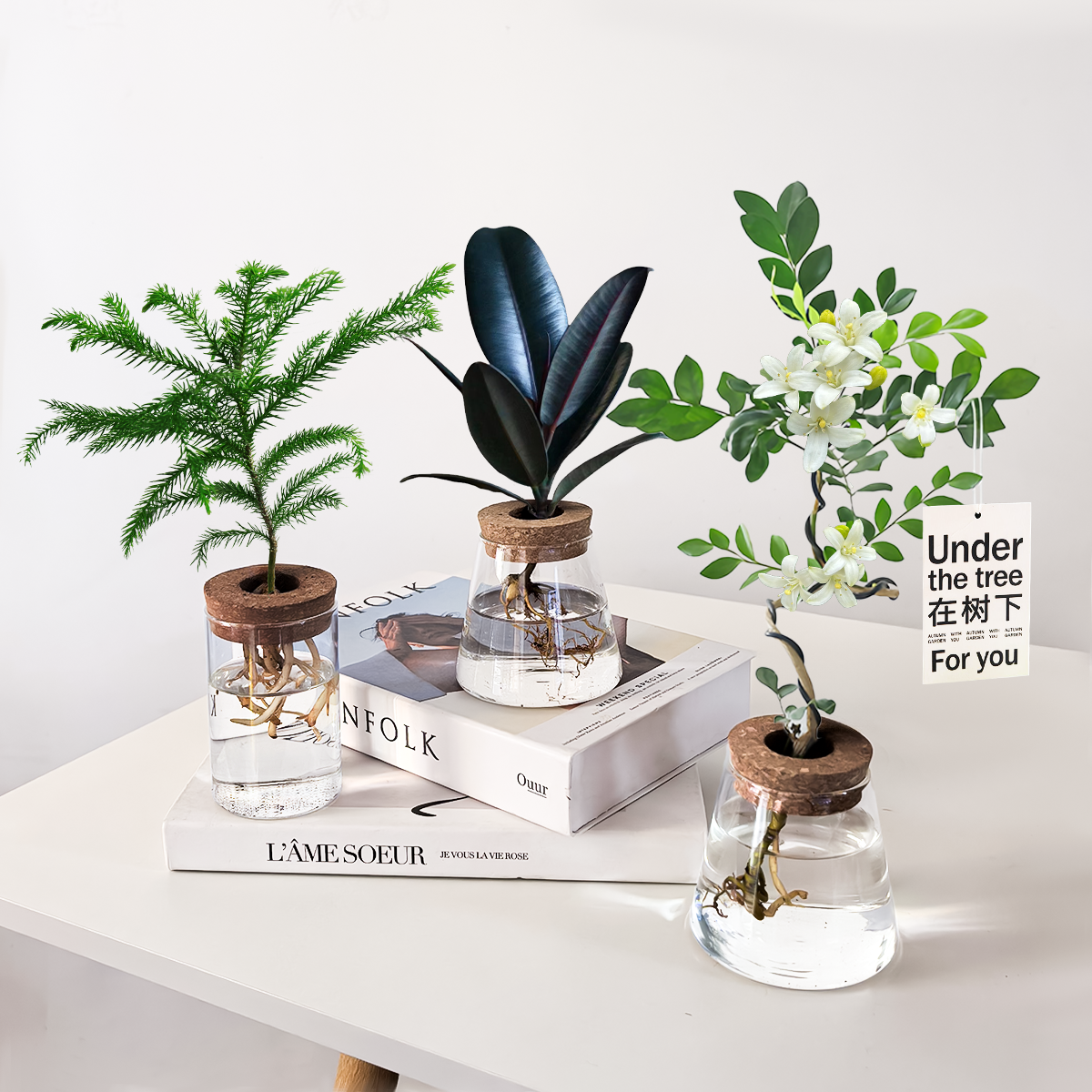 水培植物大全办公室桌面懒人绿植