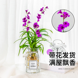 速发水培植物石斛兰盆栽开花苞室内台四季带适合水养的花卉绿植