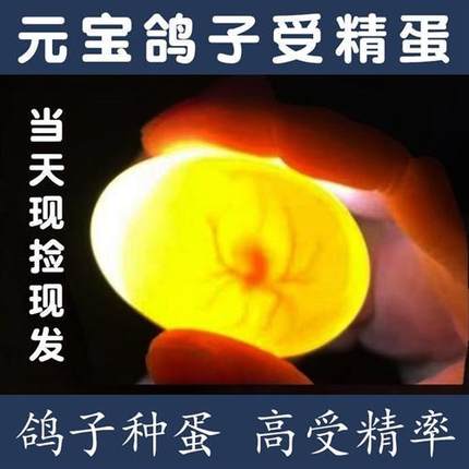速发鸽子蛋受精可孵化圆环元宝鸽大体种蛋鸟蛋纯种落地王观赏鸽受