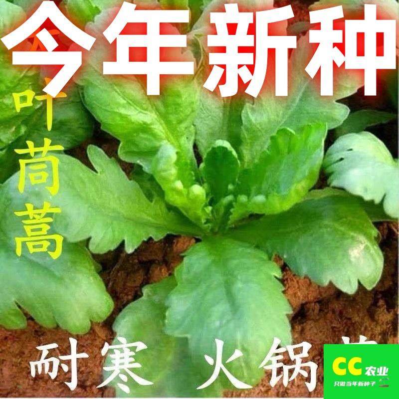 大叶茼蒿种子四季皇帝菜春季阳台蓬花青菜种子高产秋冬季蔬菜种子,鲜花速递/花卉仿真/绿植园艺,家庭园艺种子,淘宝优惠券,粉丝福利购,淘宝优惠卷