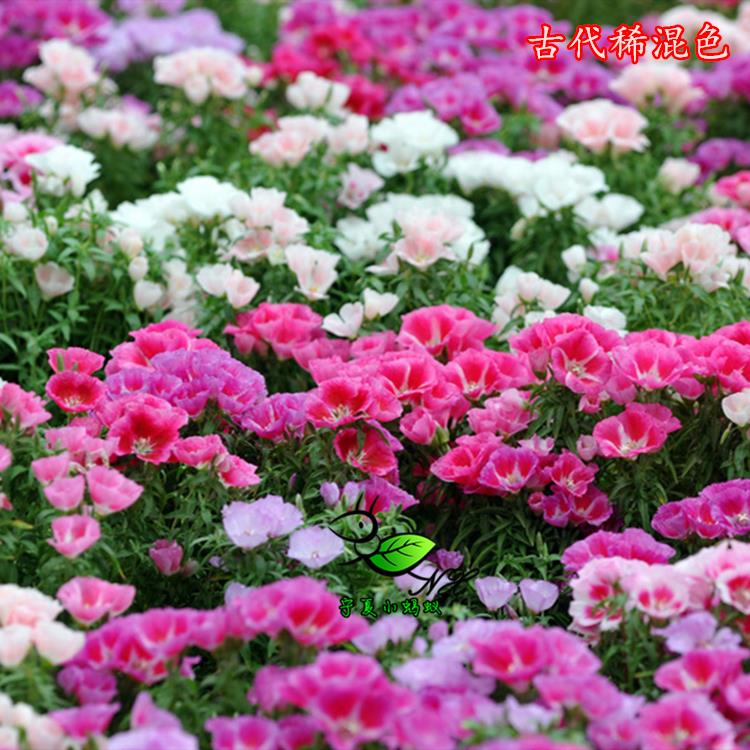 GC38 宁夏小蚂蚁 古代稀花种子 盆栽阳台花坛易播好养 500粒