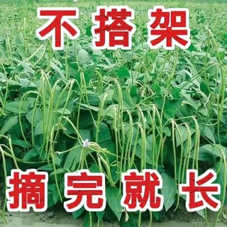 无架豆角种籽大全不搭架长豇豆种子蔬菜种孑阳台盆栽四季播种地豆