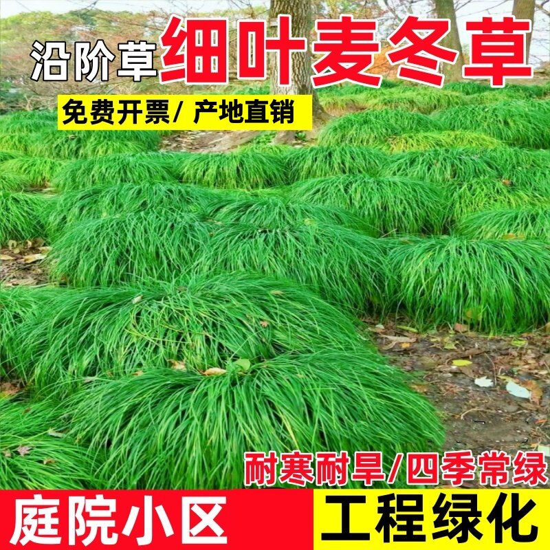 新鲜中药材麦冬种子食用图片