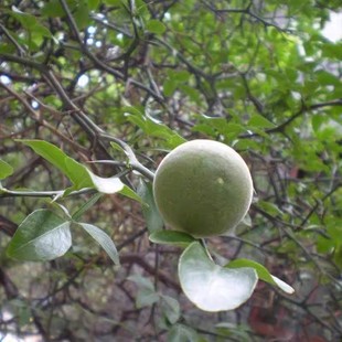 新采四川红桔种子红橘树种籽枸橘枳壳香橙嫁接橙子柑橘蜜橘红桔籽