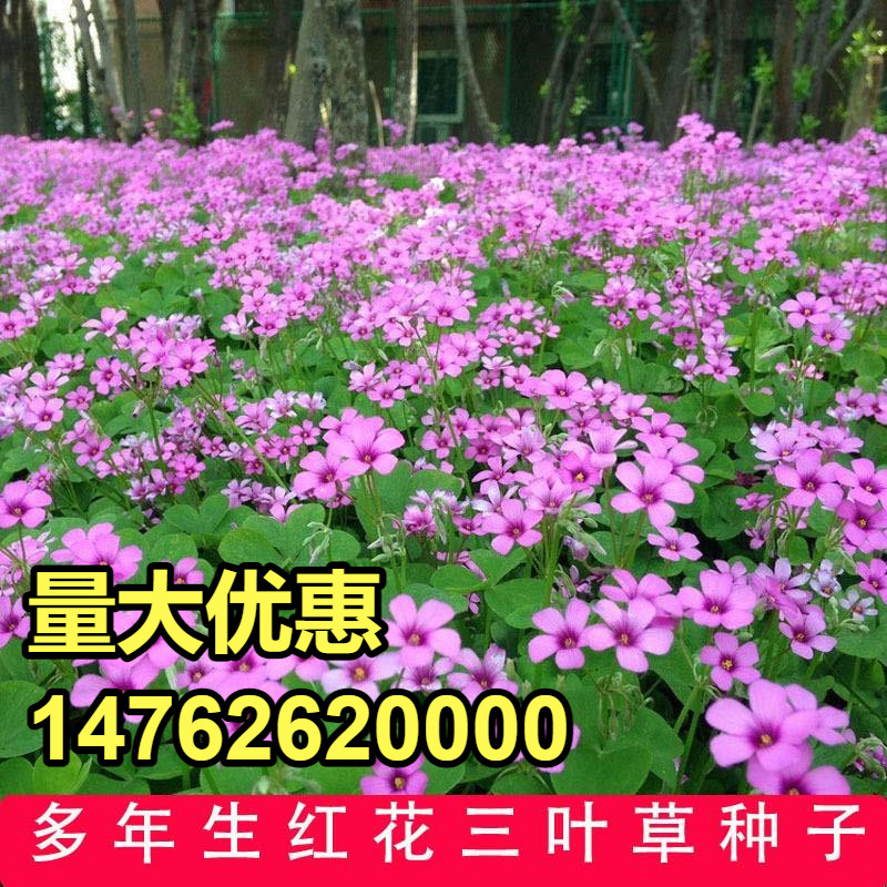 红三叶花,锦葵花_大山谷图库