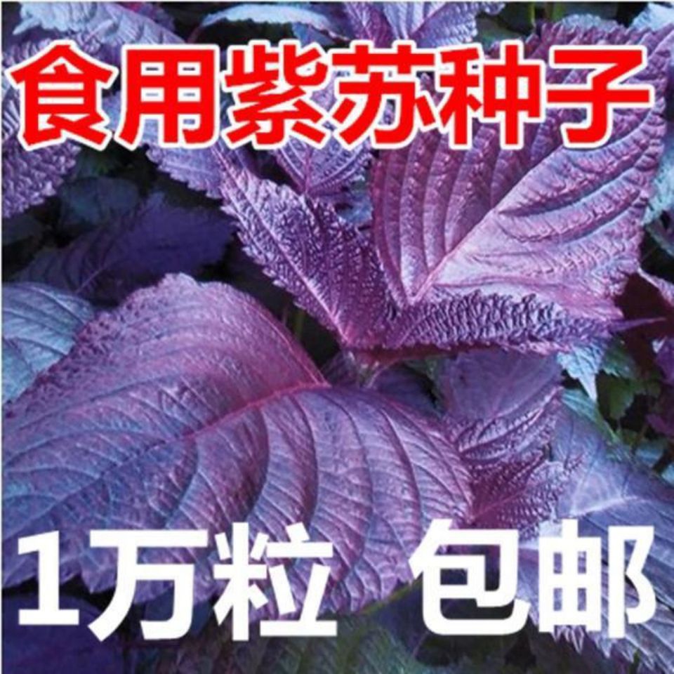 红紫苏种子紫叶苏调味料四季播种特菜野菜种高产易种蔬菜种子