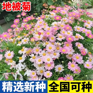耐寒多年生矮化地被菊花种子