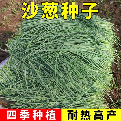 沙漠葱种籽四季阳台小香植