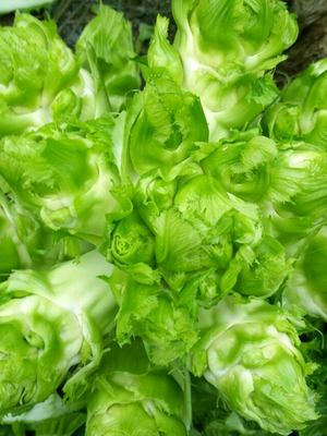 四川临江儿菜种子娃抱芥籽秋