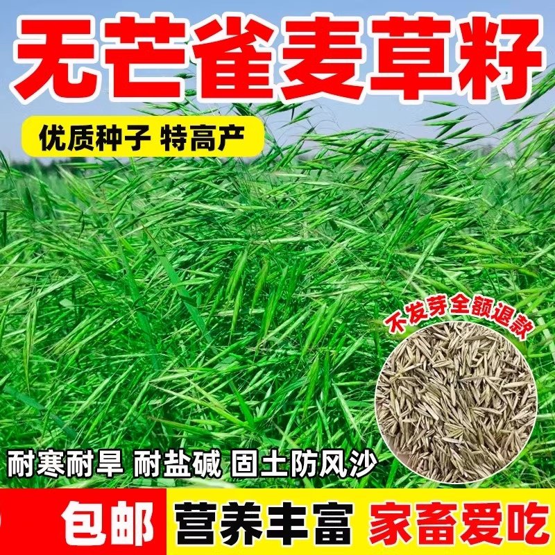 耐寒绿化无芒雀麦草籽