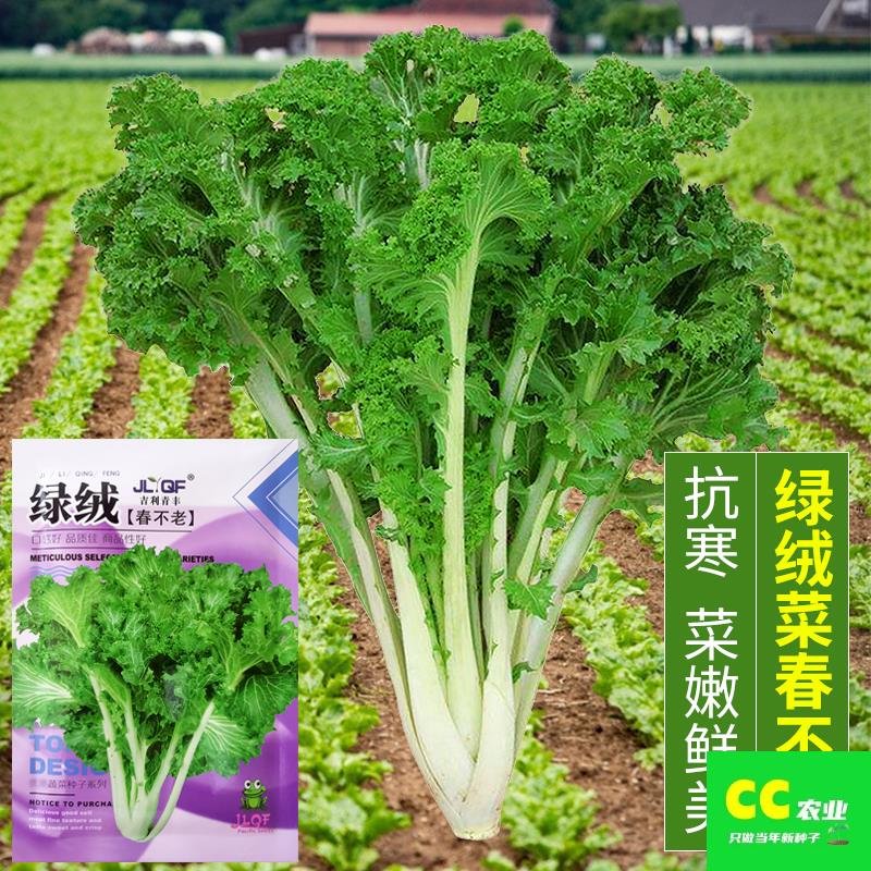 绿绒菜种子花叶苔四季青芥