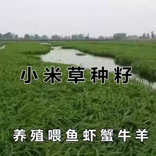 小米草种籽鱼塘专用草养喂龙虾螃蟹吃的水草种孑四季牧草鱼草籽子