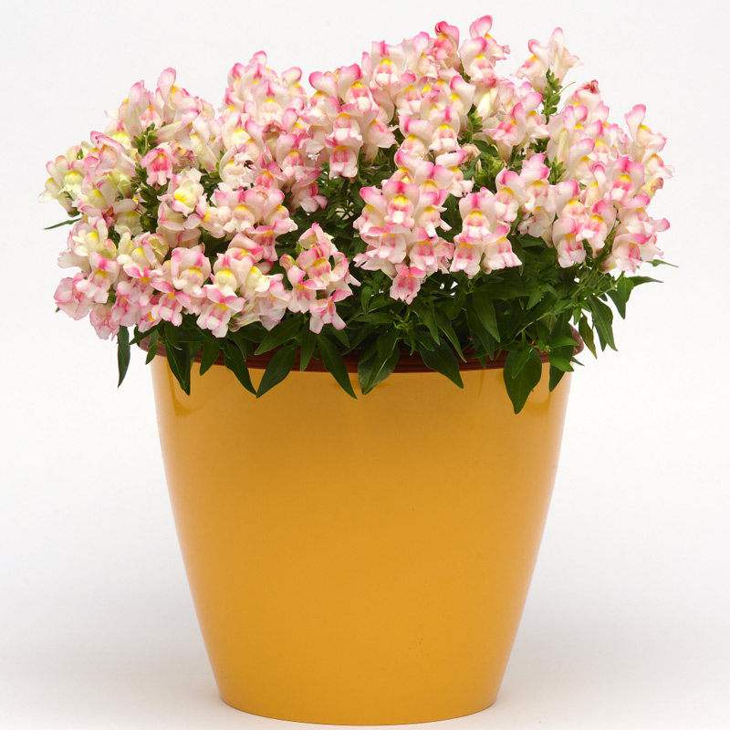 进口矮生金鱼草种子泛美绵绣