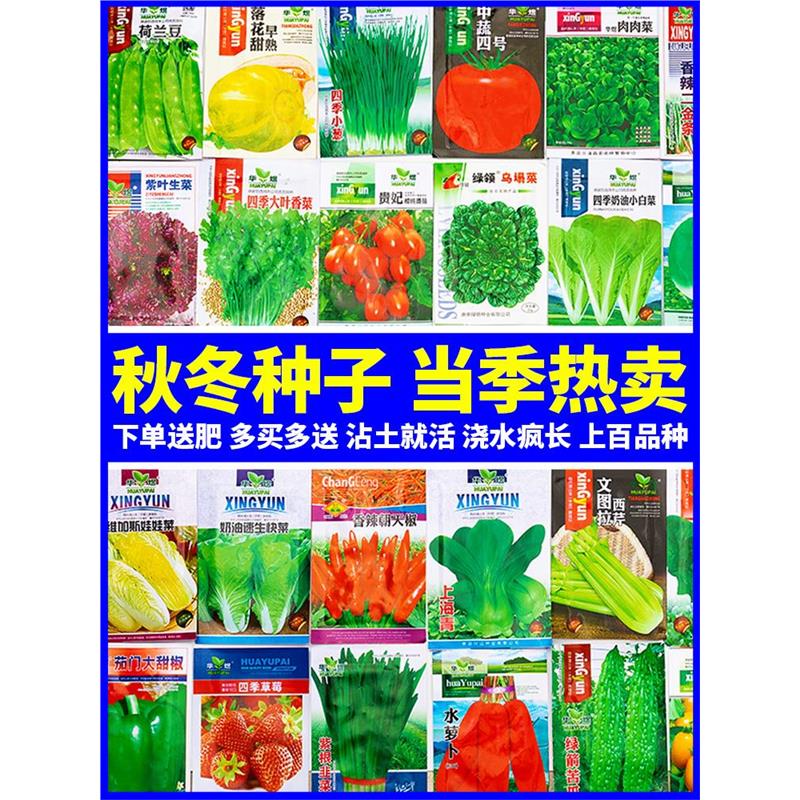 秋冬季菜种籽大全耐寒天的