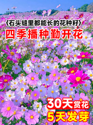 格桑花种籽子太阳孑野波斯菊