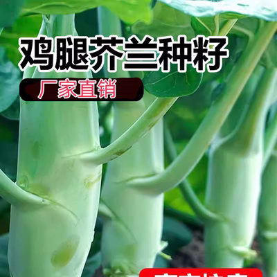 鸡腿芥兰菜种籽四季蔬孑大全