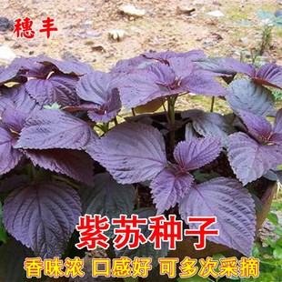 紫苏种子红紫苏野菜水升麻可食用香料阳台盆栽春秋四季蔬菜种孑籽