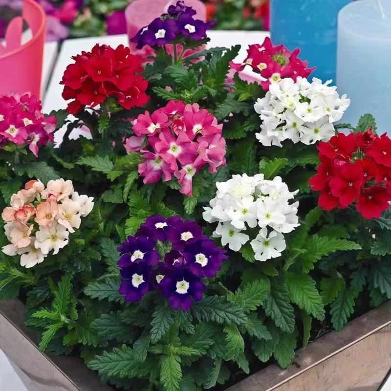 开花宿根多年生细叶美女樱