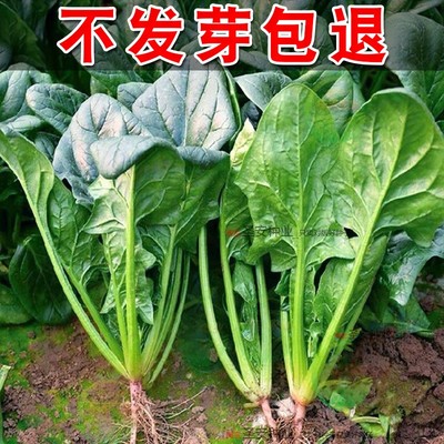 大叶菠菜种子红根籽四季蔬