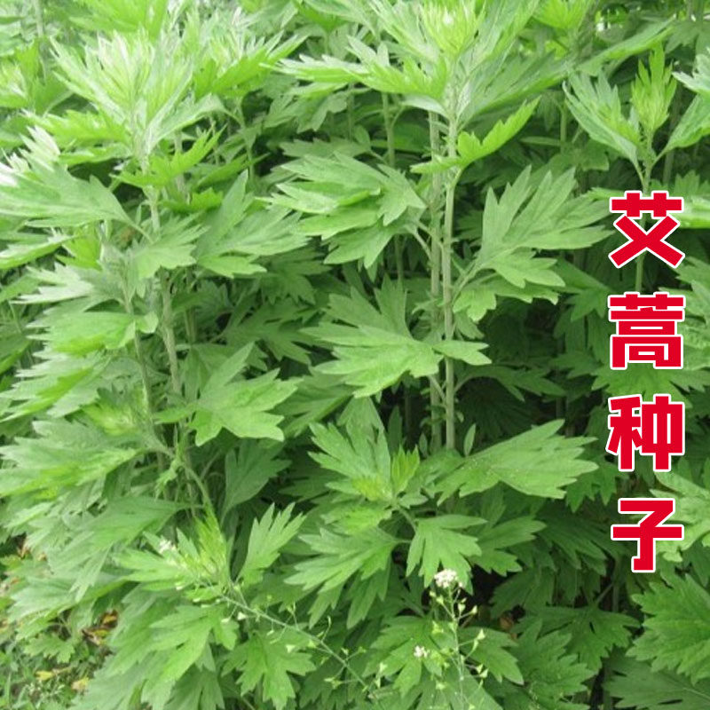 艾草种子籽药用食野生孑大