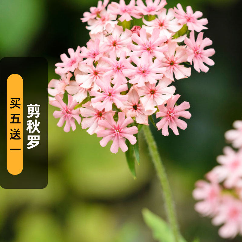 粉色剪秋罗种子200粒大花马耳他十字花籽多年生可切花盆栽春秋播