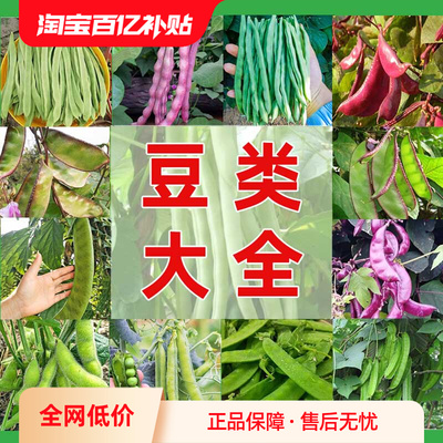 豆类种子大全豇无架红眉扁