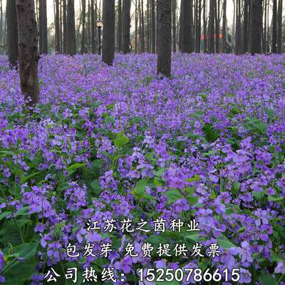 二月兰花种子四季易活籽多年