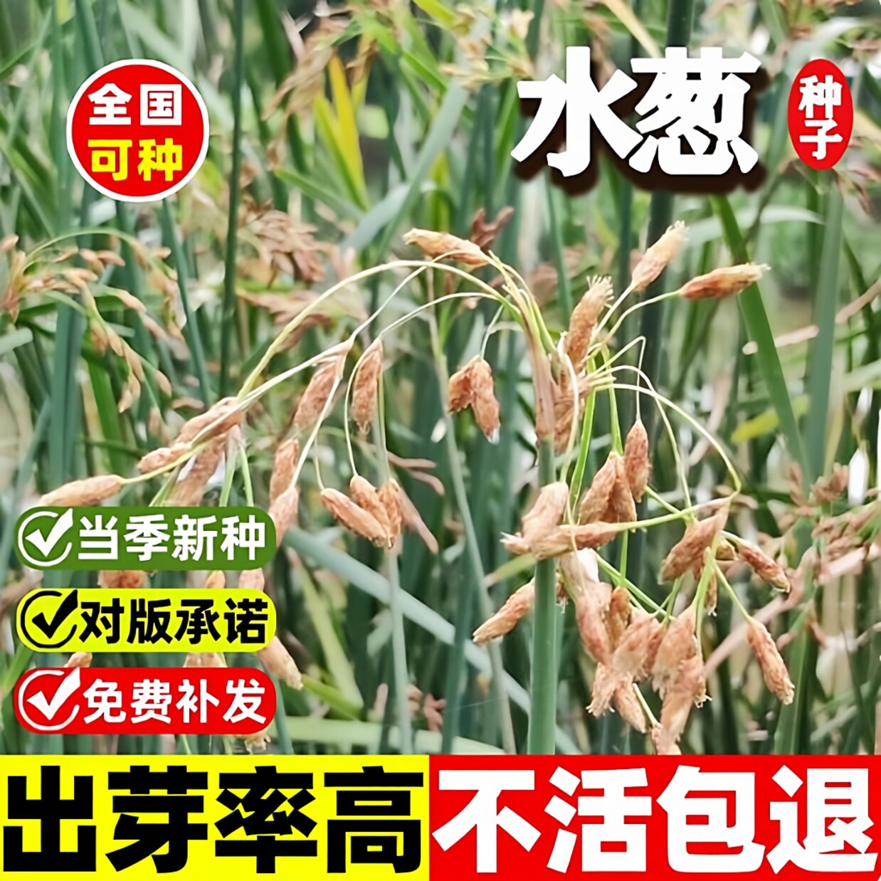 水葱种子青叶水葱花叶水葱水生植物水葱草野生水葱苗净化水质