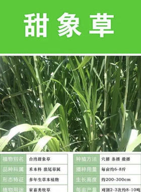 四季多年生甜象草3号四季牧草