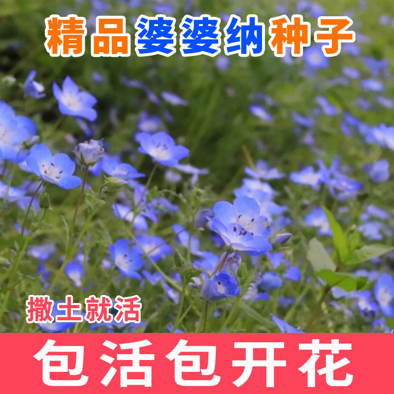 阿拉伯婆婆纳种子 耐寒花籽 四季易播园林绿化景观花种子花海