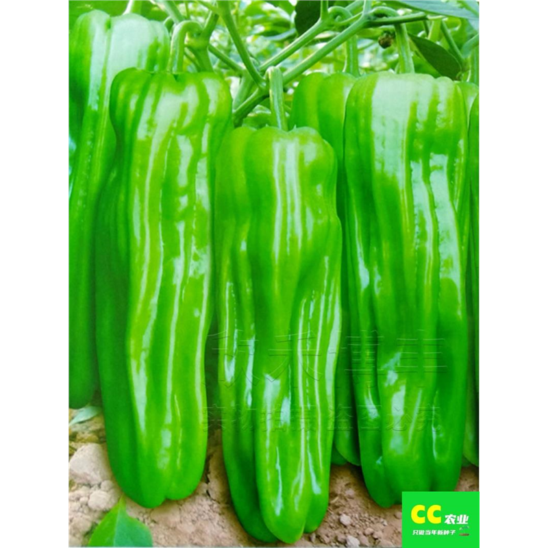 早熟辣椒种子薄皮大果泡籽