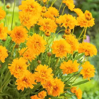 重瓣金鸡菊种子宿根多年生金钱菊蜱花籽复瓣菊花坛阳台盆栽春秋播,鲜花速递/花卉仿真/绿植园艺,家庭园艺种子,淘宝优惠券,粉丝福利购,淘宝优惠卷