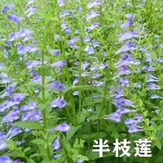 野生半枝莲种子中药材