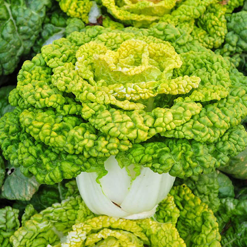 黄心乌菜种子菊花芯种子特耐寒高产乌塌菜种籽黄心菜白菜蔬菜种子-封面