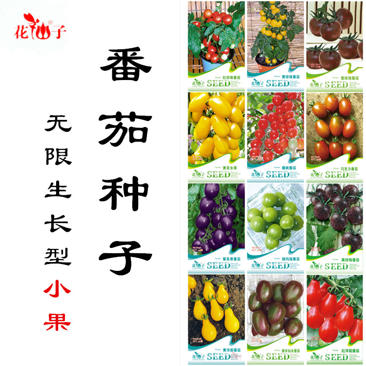 无限生长型小果樱桃番茄