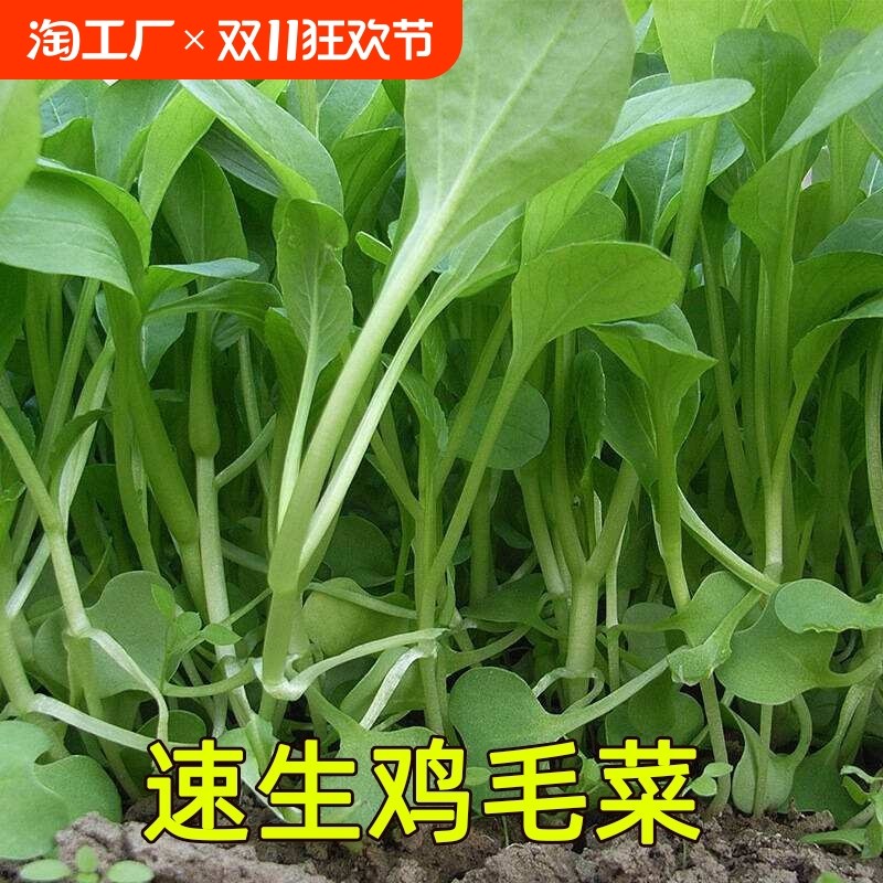 鸡毛菜种子小油菜小白菜快易种植盆栽阳台庭院耐热抗寒开花播种,鲜花速递/花卉仿真/绿植园艺,家庭园艺种子,淘宝优惠券,粉丝福利购,淘宝优惠卷